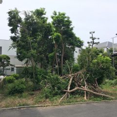 雑木林をリノベーション !?